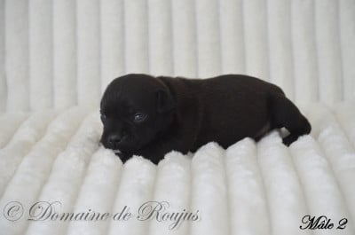Les chiots de Staffordshire Bull Terrier