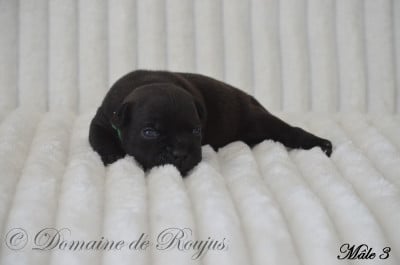 Les chiots de Staffordshire Bull Terrier