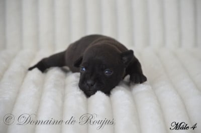 Les chiots de Staffordshire Bull Terrier