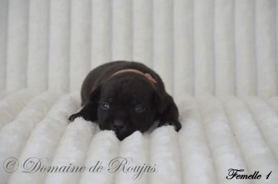 Les chiots de Staffordshire Bull Terrier