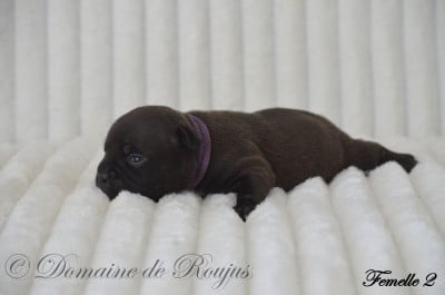 Les chiots de Staffordshire Bull Terrier