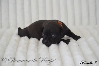 Les chiots de Staffordshire Bull Terrier