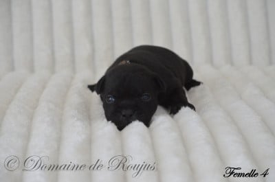 Les chiots de Staffordshire Bull Terrier