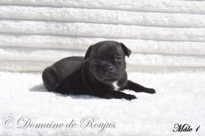 Les chiots de Staffordshire Bull Terrier