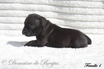 Les chiots de Staffordshire Bull Terrier