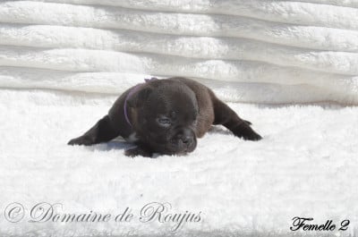 Les chiots de Staffordshire Bull Terrier