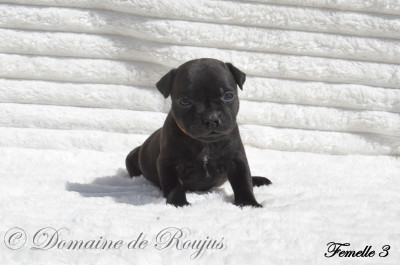 Les chiots de Staffordshire Bull Terrier