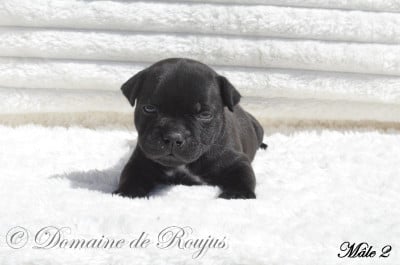 Les chiots de Staffordshire Bull Terrier