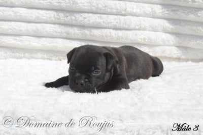 Les chiots de Staffordshire Bull Terrier