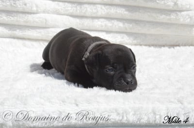 Les chiots de Staffordshire Bull Terrier