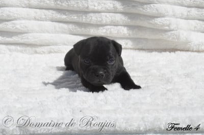 Les chiots de Staffordshire Bull Terrier