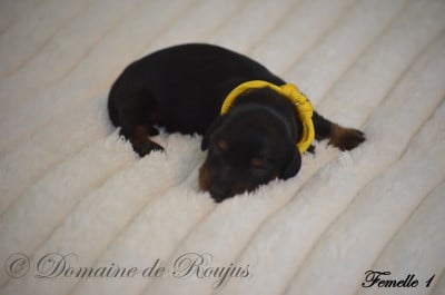 Les chiots de Teckel poil long