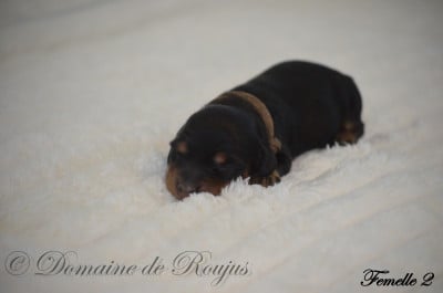 Les chiots de Teckel poil long