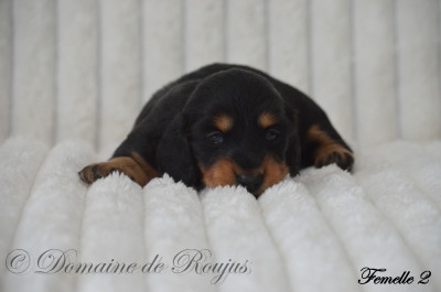Les chiots de Teckel poil long