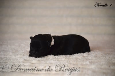 Staffordshire Bull Terrier