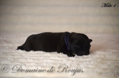 Les chiots de Staffordshire Bull Terrier
