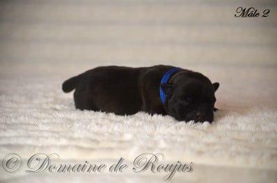 Les chiots de Staffordshire Bull Terrier