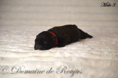 Les chiots de Staffordshire Bull Terrier