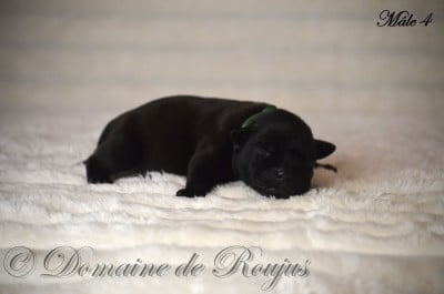Les chiots de Staffordshire Bull Terrier
