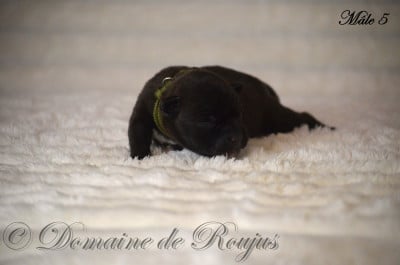 Les chiots de Staffordshire Bull Terrier