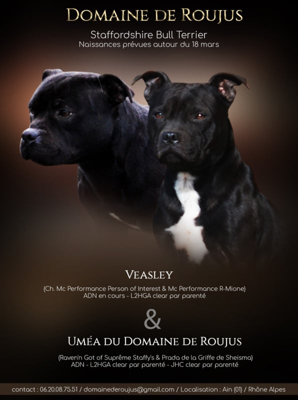 Staffordshire Bull Terrier - Du Domaine De Roujus