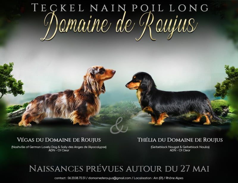 Teckel poil long - Du Domaine De Roujus