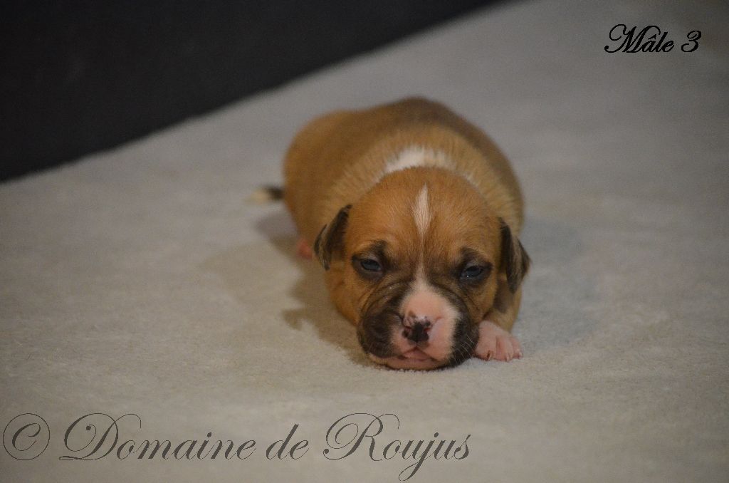 CHIOT - American Staffordshire Terrier