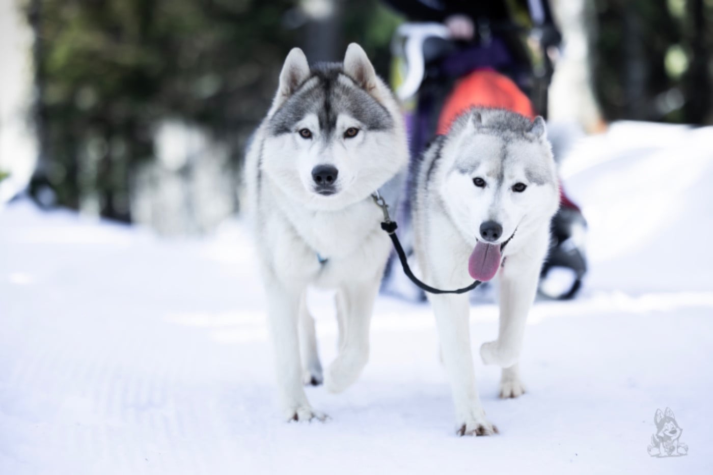 Publication : Of The Land Of Midnight Auteur : Roche A.