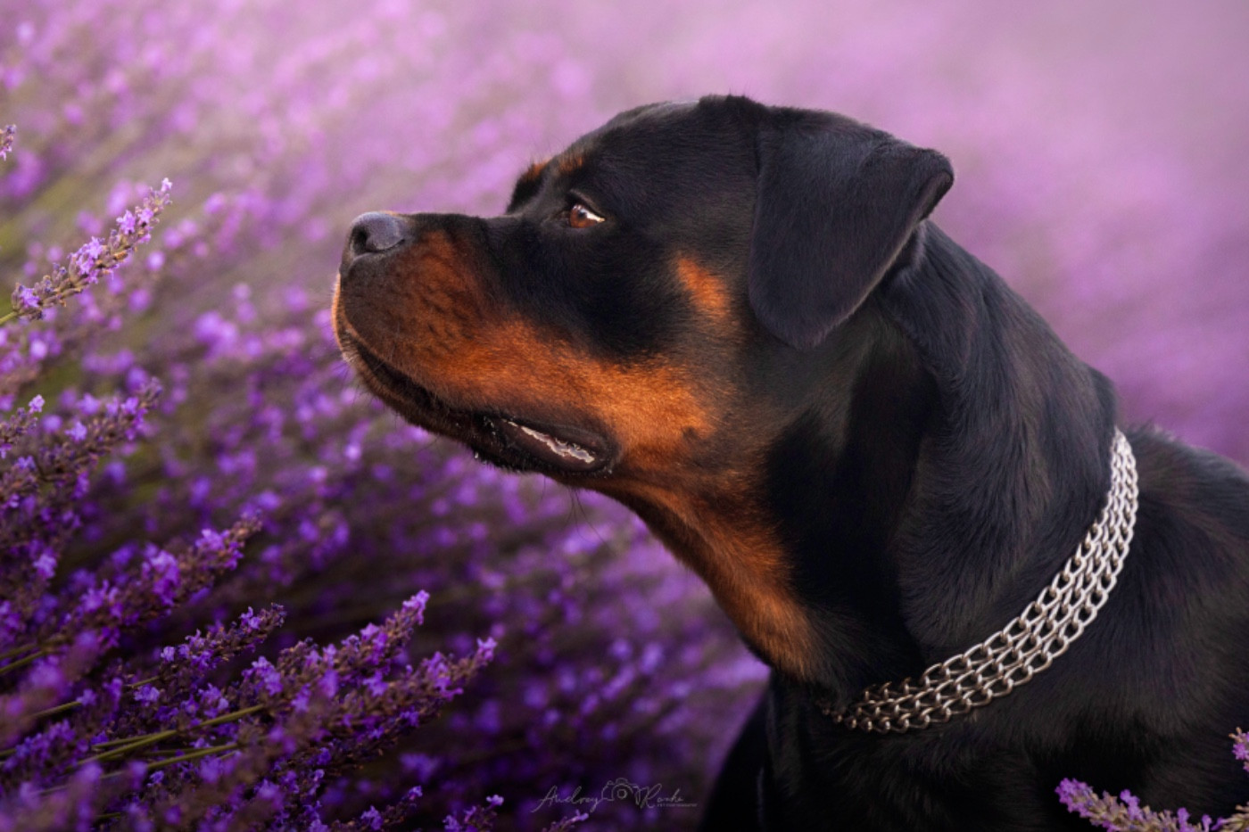 Uskana Of The Land Of Midnight