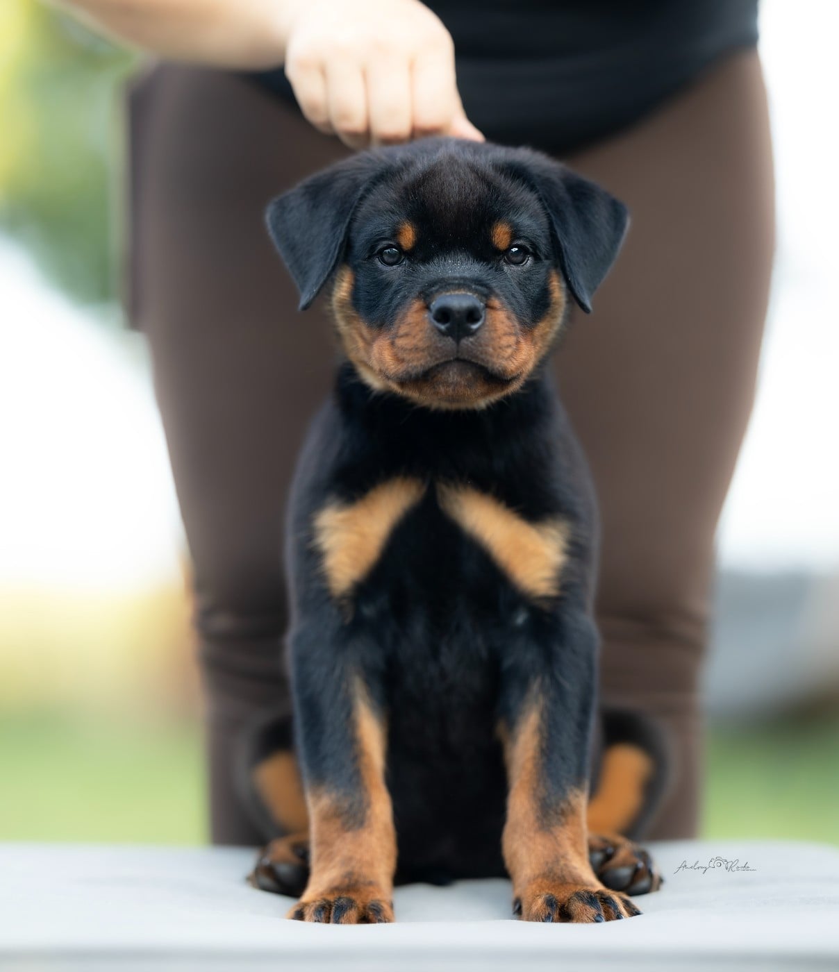 Benson NYPD ( Vert ) - Rottweiler