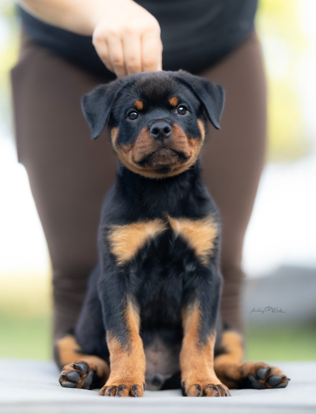 Bad Boy ( Orange ) - Rottweiler