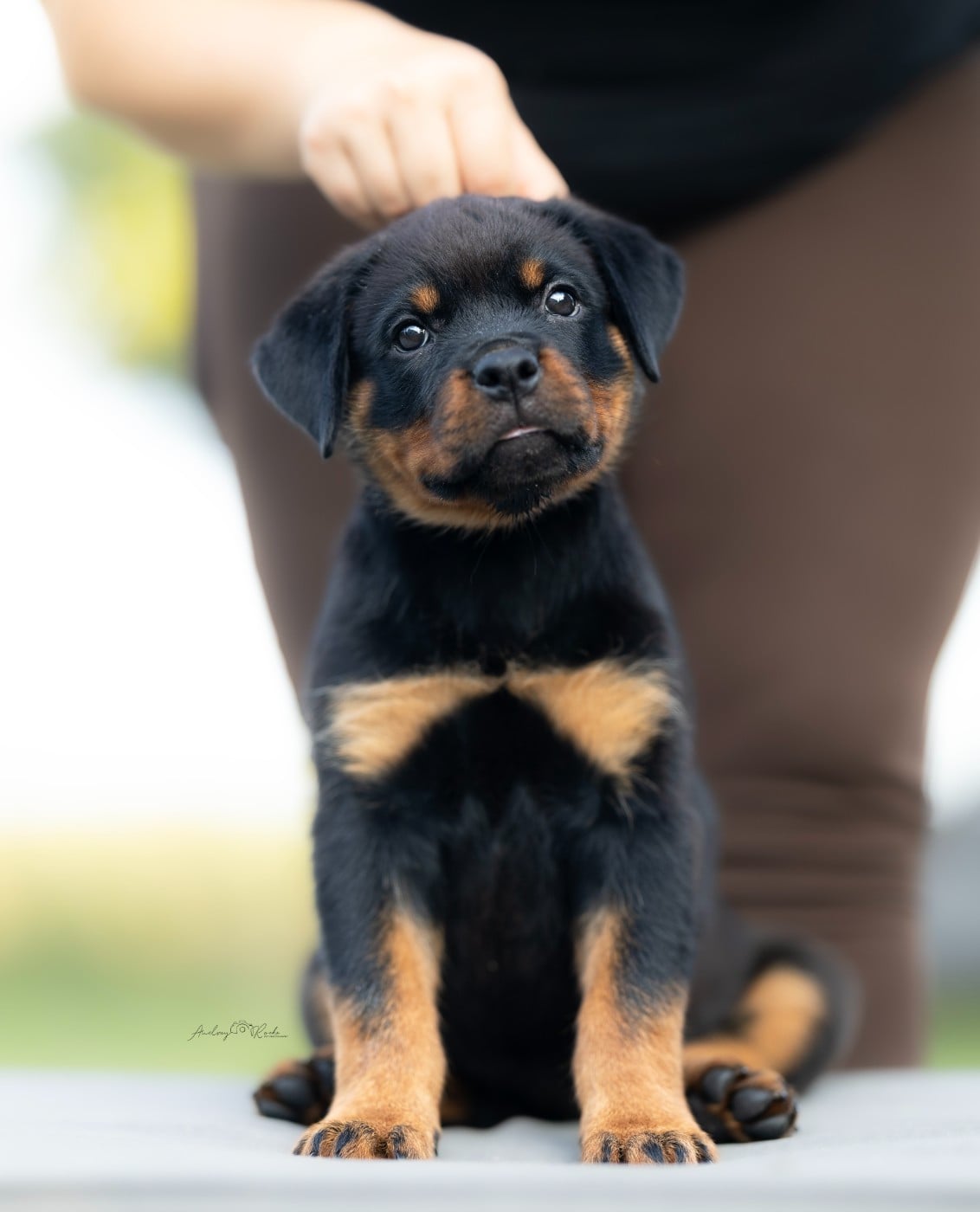 BlairWitch ( Fluo ) - Rottweiler