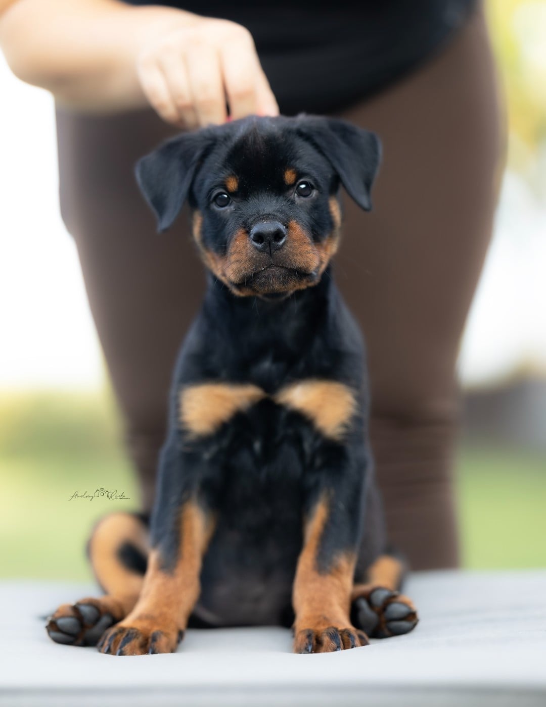 Bloody Mary ( Rose ) - Rottweiler