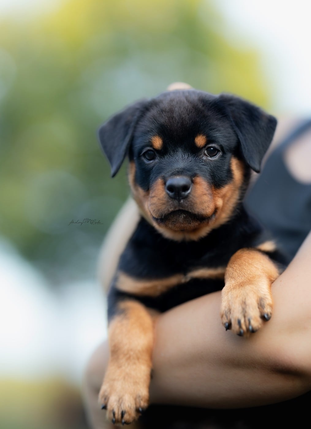 Bashia ( Rose Pâle ) - Rottweiler
