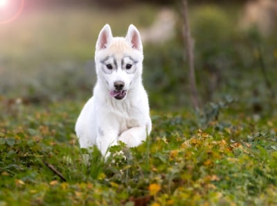 Les chiots de Siberian Husky