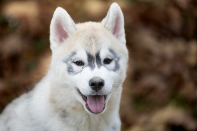 Les chiots de Siberian Husky