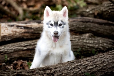 Les chiots de Siberian Husky