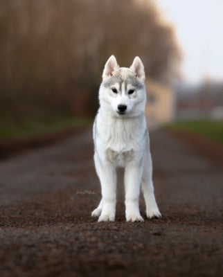 Les chiots de Siberian Husky