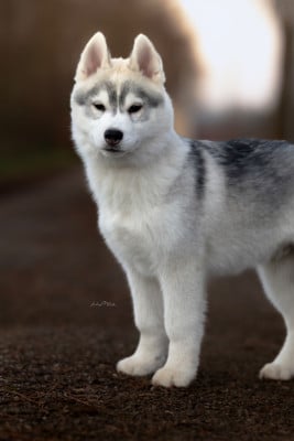 Les chiots de Siberian Husky