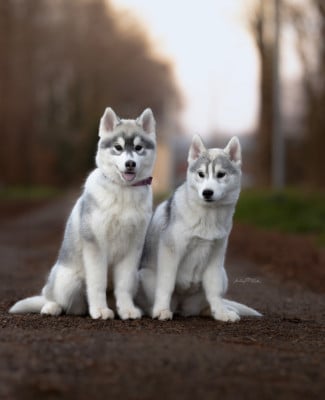 Les chiots de Siberian Husky