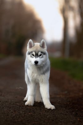 Les chiots de Siberian Husky