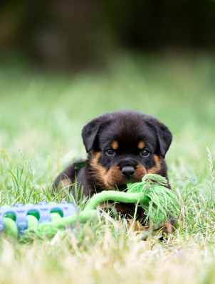 Les chiots de Rottweiler