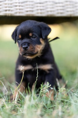 Les chiots de Rottweiler