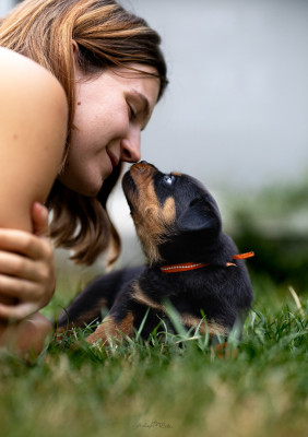 Les chiots de Rottweiler
