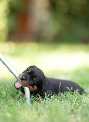 Les chiots de Rottweiler