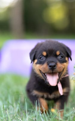 Les chiots de Rottweiler