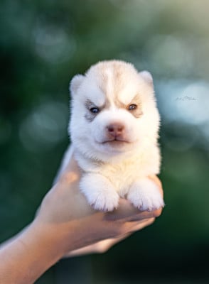 Les chiots de Siberian Husky