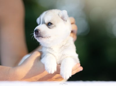 Les chiots de Siberian Husky