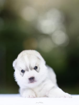 Les chiots de Siberian Husky
