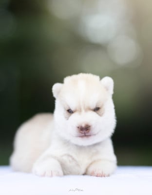 Les chiots de Siberian Husky